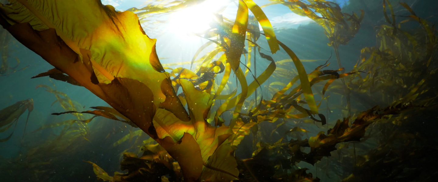 Kelp Floating in the Ocean shot from below